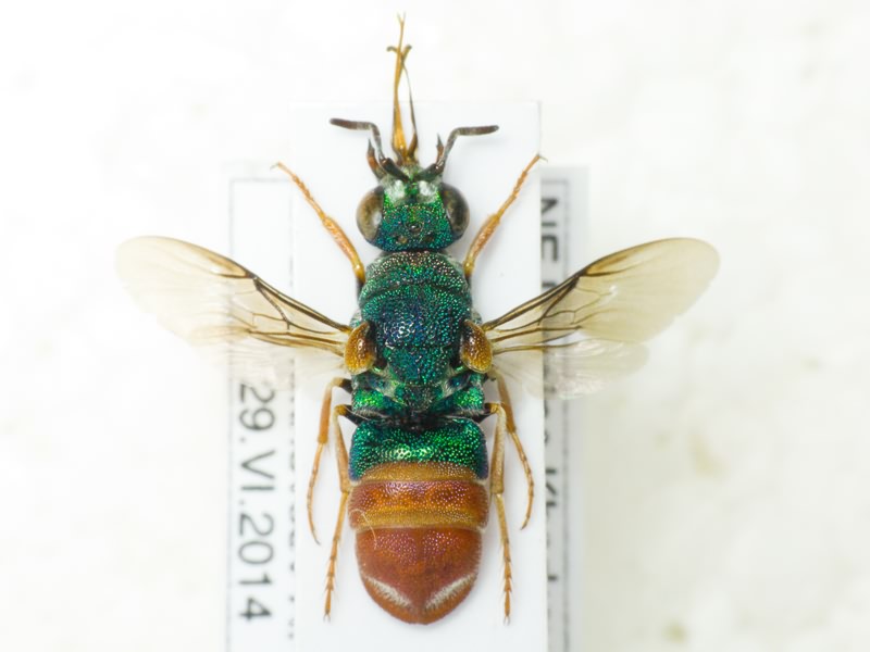 Parnopes grandior (Pallas, 1771)